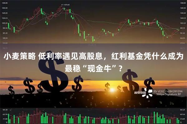 小麦策略 低利率遇见高股息，红利基金凭什么成为最稳“现金牛”？